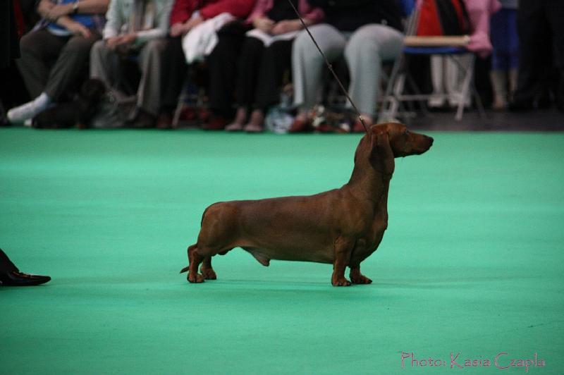 Crufts2011_2 1025.jpg